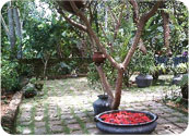 Villa-Jacaranda