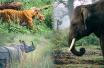 Chitwan