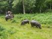 Chitwan